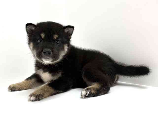 大阪府の柴犬(標準サイズ) (ひごペットフレンドリーくずはモール店/2026年6月13日生まれ/男の子/黒)の子犬の3枚目の画像