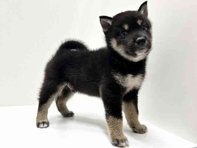 愛知県の柴犬(標準サイズ) (ひごペットフレンドリーららぽーと名古屋みなとアクルス店/2026年6月13日生まれ/男の子/黒)の子犬の3枚目の画像