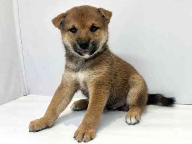 大阪府の柴犬(標準サイズ) (ひごペットフレンドリーセブンパーク天美店/2026年6月15日生まれ/男の子/赤)の子犬の3枚目の画像