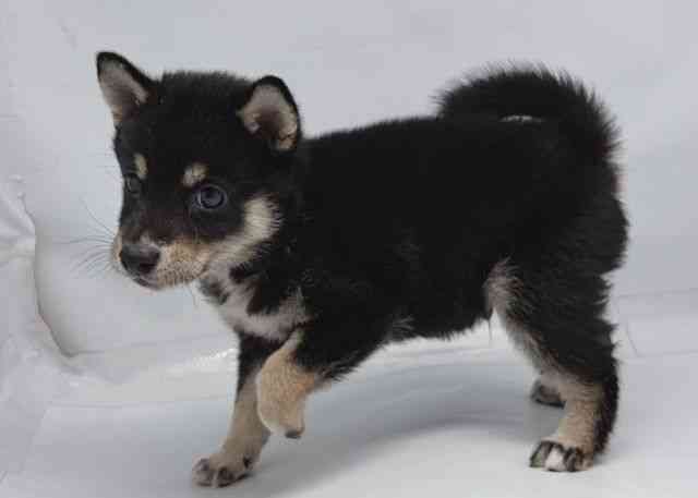 鳥取県の柴犬(標準サイズ) (ひごペットフレンドリーイオンモール鳥取北店/2026年6月15日生まれ/男の子/黒)の子犬の3枚目の画像