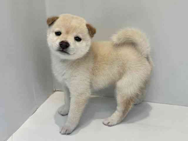 大阪府の柴犬(標準サイズ) (ひごペットフレンドリーセブンパーク天美店/2026年6月14日生まれ/男の子/白)の子犬の3枚目の画像