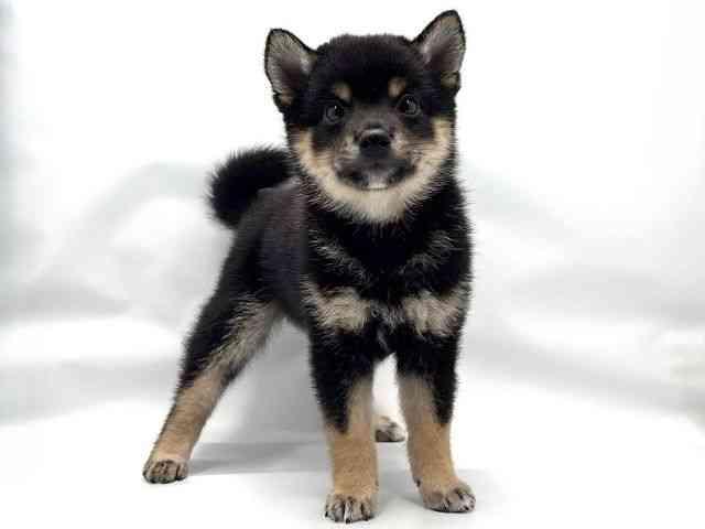 大阪府の柴犬(標準サイズ) (ひごペットフレンドリー東淀川店/2026年6月15日生まれ/男の子/黒)の子犬の3枚目の画像