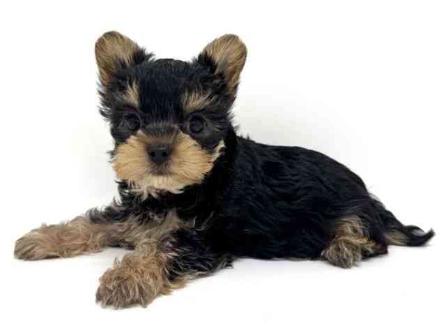 大阪府のヨークシャーテリア (ひごペットフレンドリーくずはモール店/2026年6月15日生まれ/男の子/スチールブルータン)の子犬の3枚目の画像