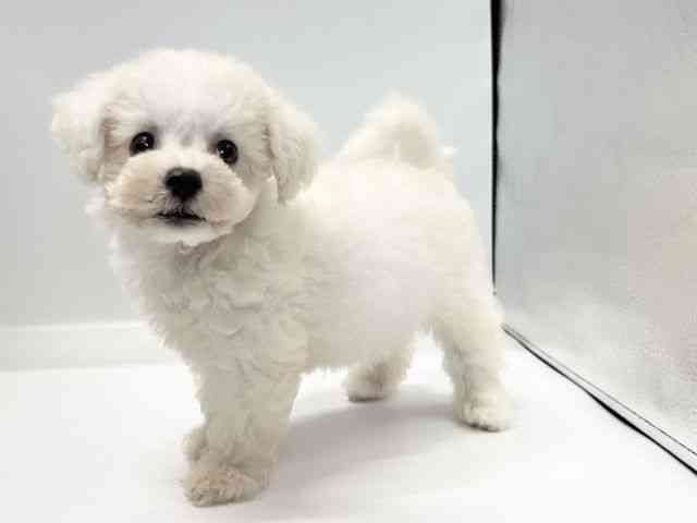 愛媛県のハーフ犬・ミックス犬 (ひごペットフレンドリーイオンモール今治新都市店/2026年6月21日生まれ/男の子/ホワイト)の子犬の3枚目の画像