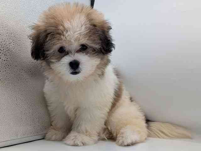 香川県のハーフ犬・ミックス犬 (ひごペットフレンドリーゆめタウン高松店/2026年6月20日生まれ/男の子/パーティーカラー)の子犬の3枚目の画像