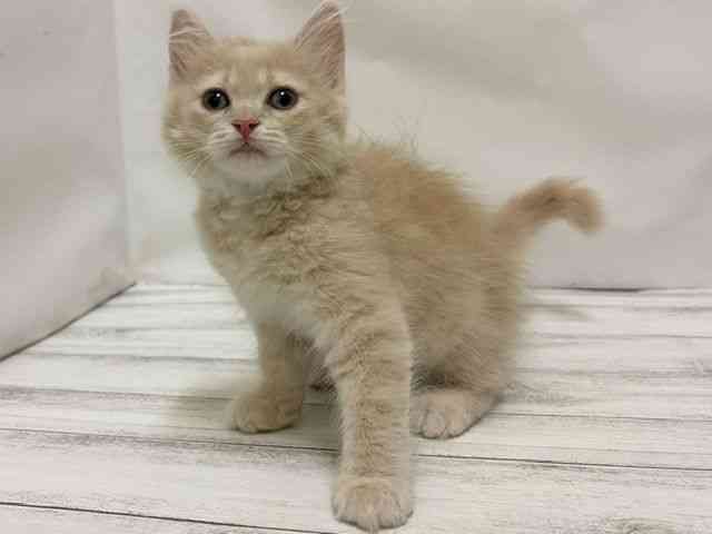 和歌山県のラガマフィン (ひごペットフレンドリーパームシティ和歌山店/2026年6月18日生まれ/男の子/クリームホワイト)の子猫の3枚目の画像