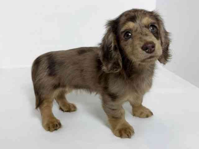 大阪府のミニチュアダックスフンド(ロング) (ひごペットフレンドリーアクロスプラザ住之江店/2026年6月18日生まれ/女の子/チョコレートダップル)の子犬の3枚目の画像