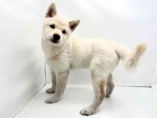 兵庫県の柴犬(標準サイズ) (ひごペットフレンドリークラウンパーク伊丹店/2026年6月21日生まれ/男の子/白)の子犬の3枚目の画像