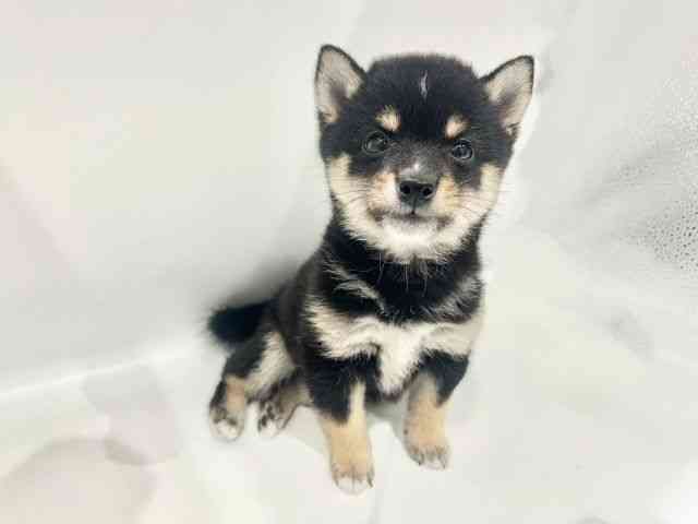大阪府の柴犬(標準サイズ) (ひごペットフレンドリーイオンタウン豊中庄内店/2026年6月21日生まれ/男の子/黒)の子犬の3枚目の画像