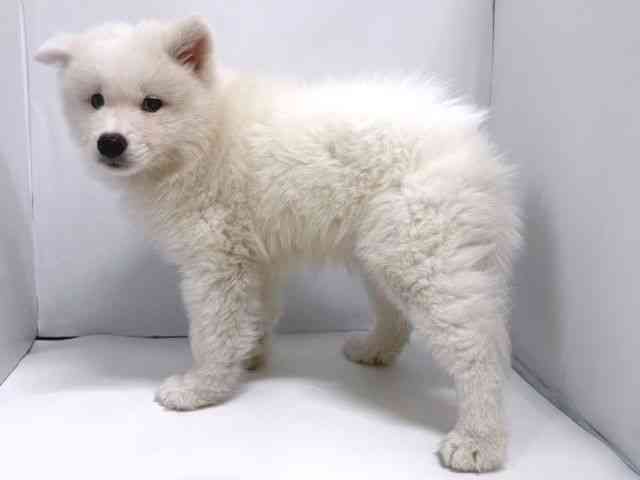 奈良県のサモエド (ひごペットフレンドリー奈良パワーシティ店/2026年6月22日生まれ/女の子/ホワイト)の子犬の3枚目の画像
