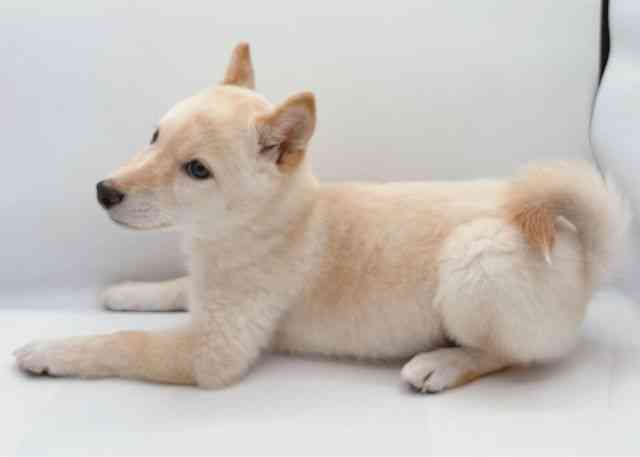 島根県の柴犬(標準サイズ) (ひごペットフレンドリーイオン松江ショッピングセンター店/2026年6月23日生まれ/男の子/タンレッド)の子犬の3枚目の画像