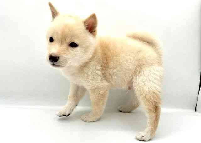 島根県の柴犬(標準サイズ) (ひごペットフレンドリーイオン松江ショッピングセンター店/2026年6月23日生まれ/男の子/タンレッド)の子犬の3枚目の画像