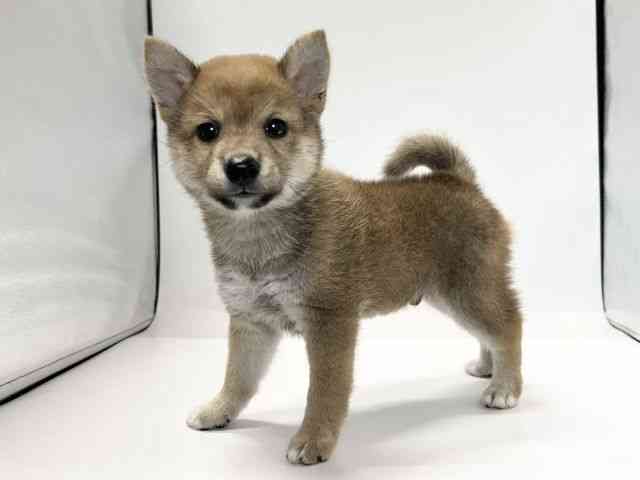 愛媛県の柴犬(標準サイズ) (ひごペットフレンドリーイオンモール今治新都市店/2026年6月28日生まれ/男の子/赤)の子犬の3枚目の画像