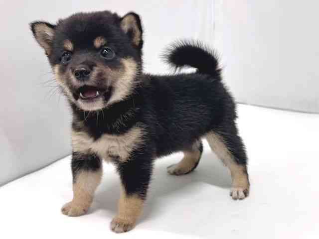 奈良県の柴犬(標準サイズ) (ひごペットフレンドリー奈良パワーシティ店/2026年6月30日生まれ/女の子/黒)の子犬の3枚目の画像