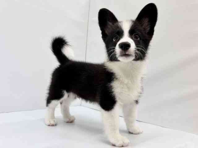 大阪府のハーフ犬・ミックス犬 (ひごペットフレンドリーイオンタウン茨木太田店/2026年6月25日生まれ/男の子/ホワイトブラック)の子犬の3枚目の画像