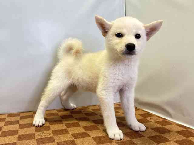 愛媛県の柴犬(標準サイズ) (ひごペットフレンドリーエミフルMASAKI店/2026年6月30日生まれ/女の子/白)の子犬の3枚目の画像