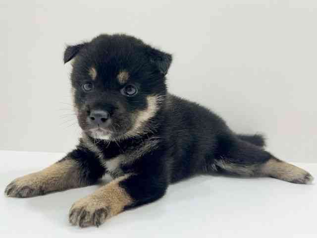広島県の柴犬(標準サイズ) (ひごペットフレンドリーフジグラン神辺店/2026年7月4日生まれ/男の子/黒)の子犬の3枚目の画像