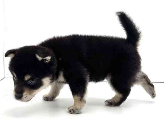 兵庫県の柴犬(標準サイズ) (ひごペットフレンドリークラウンパーク伊丹店/2026年7月4日生まれ/男の子/黒)の子犬の3枚目の画像