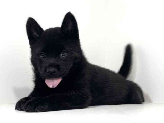 兵庫県の甲斐犬 (ひごペットフレンドリーイトーヨーカドー明石店/2026年7月4日生まれ/男の子/黒虎)の子犬の3枚目の画像