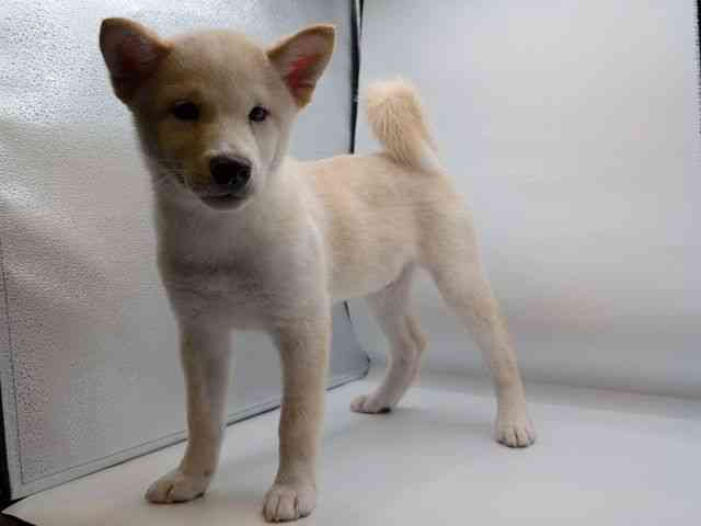香川県の柴犬(標準サイズ) (ひごペットフレンドリーゆめタウン高松店/2026年7月5日生まれ/男の子/白)の子犬の3枚目の画像
