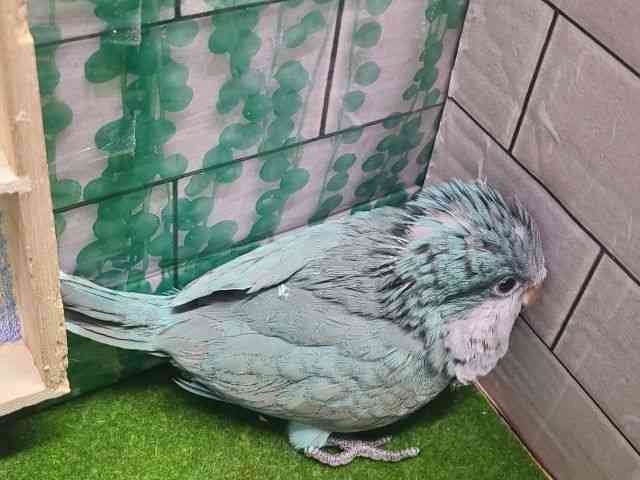 
                    オキナインコ