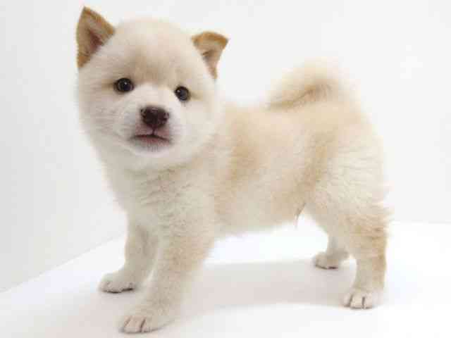 大阪府の柴犬(標準サイズ) (ひごペットフレンドリーいこらもーる泉佐野店/2026年7月1日生まれ/男の子/白)の子犬の3枚目の画像