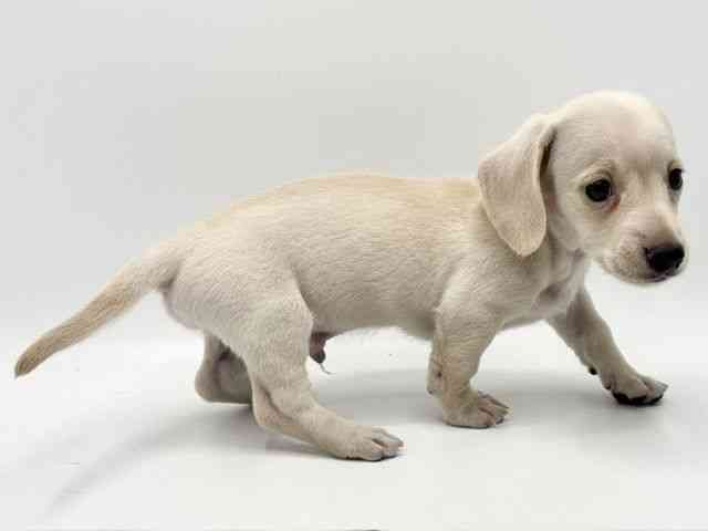 ミニチュアダックスフンド(スムース)の子犬|ペットミー