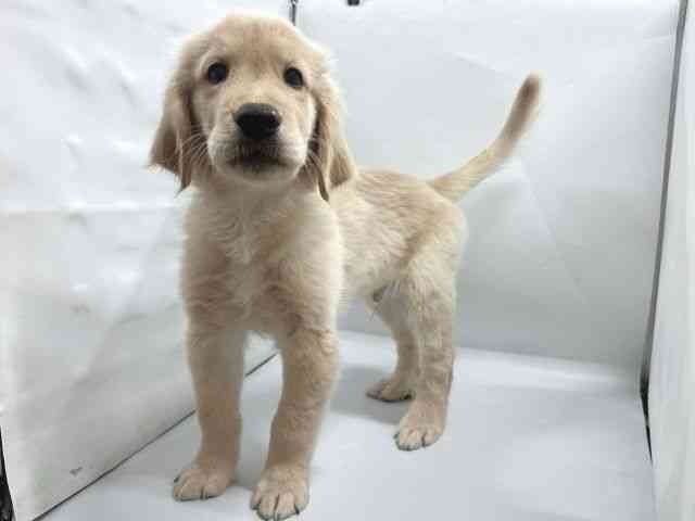 京都府のゴールデンレトリバー (ひごペットフレンドリー京都店/2026年7月8日生まれ/男の子/ゴールデン)の子犬の3枚目の画像