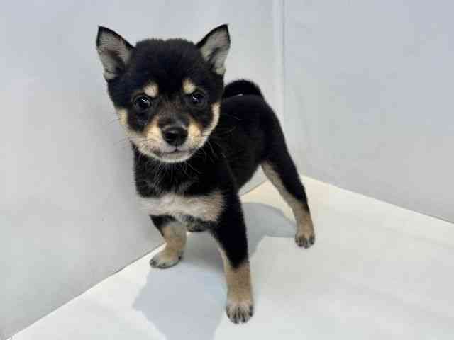 大阪府の柴犬(標準サイズ) (ひごペットフレンドリーセブンパーク天美店/2026年7月6日生まれ/女の子/黒)の子犬の3枚目の画像