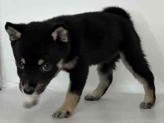 徳島県の柴犬(標準サイズ) (ひごペットフレンドリーゆめタウン徳島店/2026年7月6日生まれ/女の子/黒)の子犬の3枚目の画像
