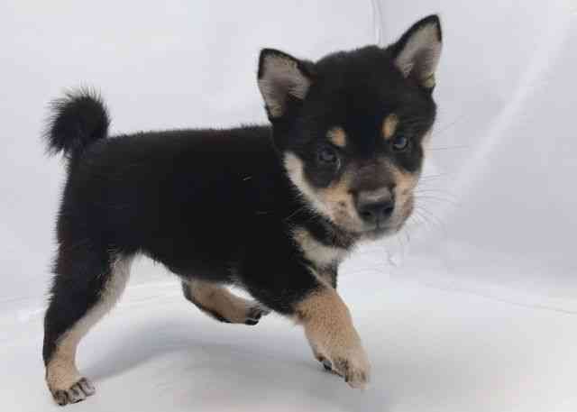 鳥取県の柴犬(標準サイズ) (ひごペットフレンドリーイオンモール鳥取北店/2026年7月8日生まれ/男の子/黒)の子犬の3枚目の画像