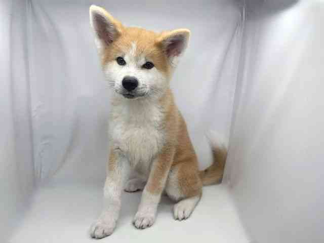 兵庫県の秋田犬 (ひごペットフレンドリーイオンタウン加古川店/2026年7月10日生まれ/男の子/赤)の子犬の3枚目の画像