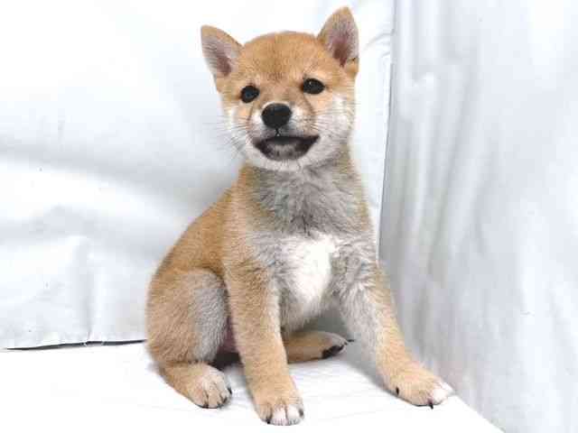 大阪府の柴犬(標準サイズ) (ひごペットフレンドリー堺プラットプラット店/2026年7月10日生まれ/男の子/赤)の子犬の3枚目の画像