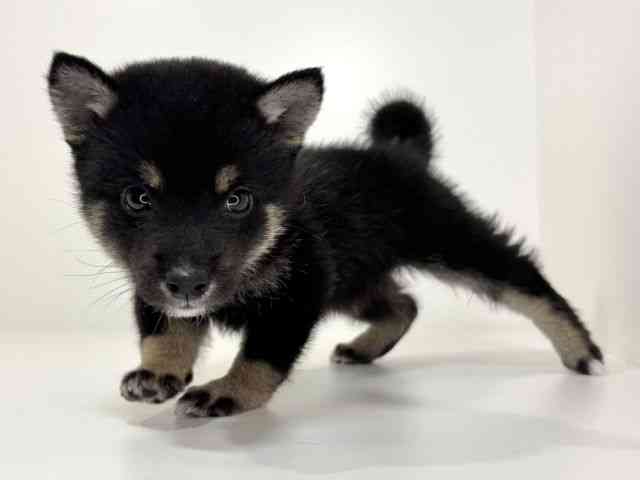 兵庫県の柴犬(標準サイズ) (ひごペットフレンドリーイトーヨーカドー明石店/2026年7月12日生まれ/男の子/黒)の子犬の3枚目の画像
