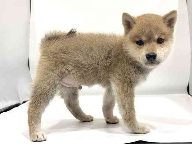 愛知県の柴犬(標準サイズ) (ひごペットフレンドリーヴィアモール アピタ江南西店/2026年7月13日生まれ/男の子/赤)の子犬の3枚目の画像
