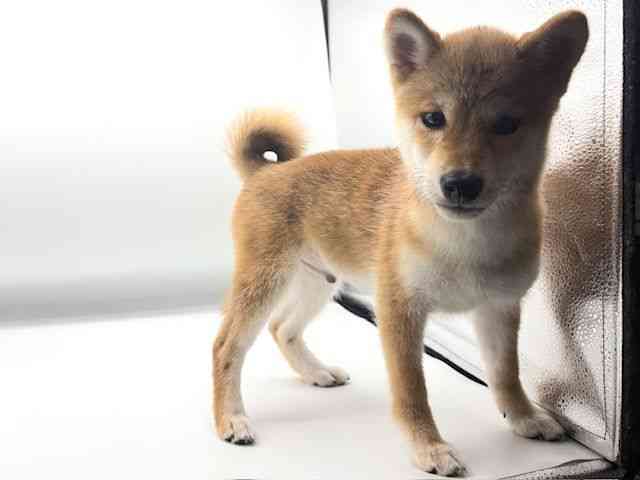 愛知県の柴犬(標準サイズ) (ひごペットフレンドリーヴィアモール アピタ江南西店/2026年7月13日生まれ/男の子/赤)の子犬の3枚目の画像