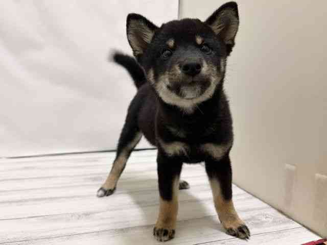 和歌山県の柴犬(標準サイズ) (ひごペットフレンドリーパームシティ和歌山店/2026年7月14日生まれ/男の子/黒)の子犬の3枚目の画像