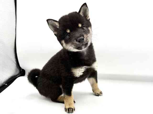 大阪府の柴犬(標準サイズ) (ひごペットフレンドリーららぽーとEXPOCITY店/2026年7月18日生まれ/女の子/黒)の子犬の3枚目の画像