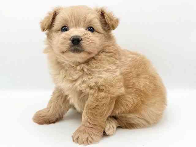 京都府のハーフ犬・ミックス犬 (ひごペットフレンドリーイオンモール高の原店/2026年7月16日生まれ/男の子/クリーム)の子犬の3枚目の画像