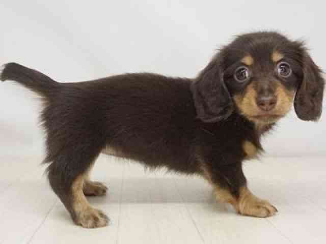 福岡県のカニンヘンダックスフンド(ロング) (ひごペットフレンドリーゆめタウン筑紫野店/2026年7月18日生まれ/女の子/チョコレートタン)の子犬の3枚目の画像