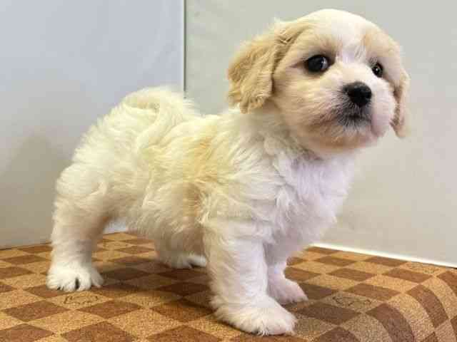 愛媛県のハーフ犬・ミックス犬 (ひごペットフレンドリーエミフルMASAKI店/2026年7月18日生まれ/男の子/クリームホワイト)の子犬の3枚目の画像