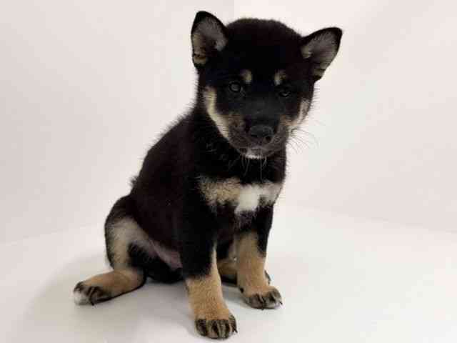 広島県の柴犬(標準サイズ) (ひごペットフレンドリーアルパーク広島店/2026年7月21日生まれ/女の子/黒)の子犬の3枚目の画像