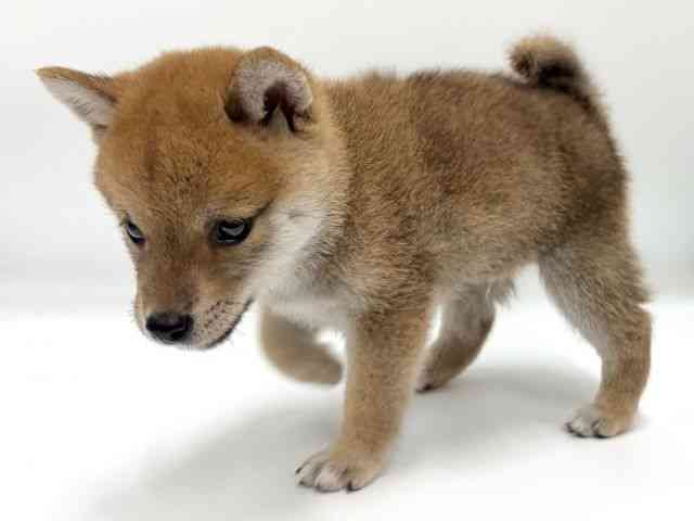 愛知県の柴犬(標準サイズ) (ひごペットフレンドリープライムツリー赤池店/2026年7月21日生まれ/男の子/赤)の子犬の3枚目の画像