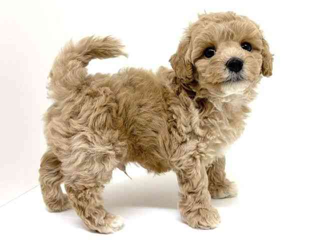 兵庫県のハーフ犬・ミックス犬 (ひごペットフレンドリーブルメールHAT神戸店/2026年7月23日生まれ/男の子/クリーム)の子犬の3枚目の画像