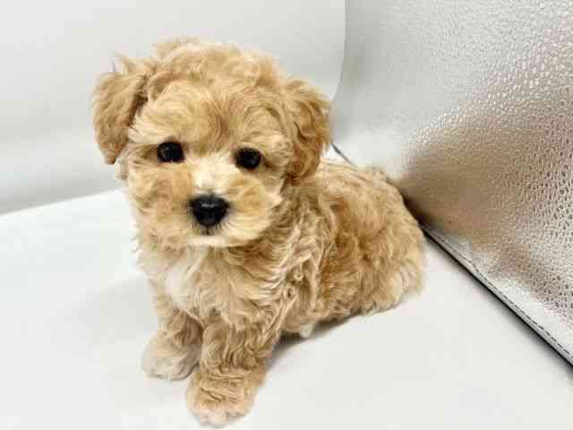 大阪府のハーフ犬・ミックス犬 (ひごペットフレンドリーイオンタウン豊中庄内店/2026年7月25日生まれ/男の子/クリーム)の子犬の3枚目の画像