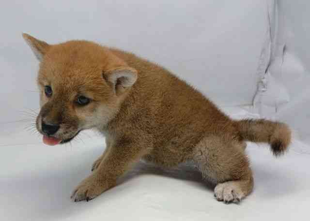 鳥取県の柴犬(標準サイズ) (ひごペットフレンドリーイオンモール鳥取北店/2026年7月25日生まれ/女の子/赤)の子犬の3枚目の画像