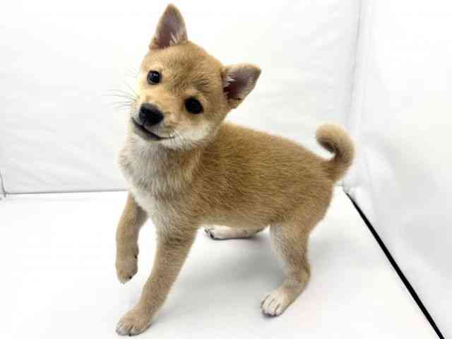 大阪府の柴犬(標準サイズ) (ひごペットフレンドリーイトーヨーカドー津久野店/2026年7月27日生まれ/女の子/赤)の子犬の3枚目の画像