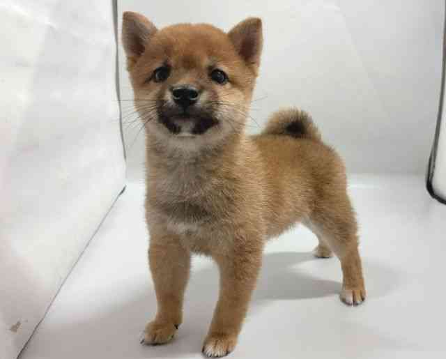 京都府の柴犬(標準サイズ) (ひごペットフレンドリー京都店/2026年7月25日生まれ/男の子/赤)の子犬の3枚目の画像