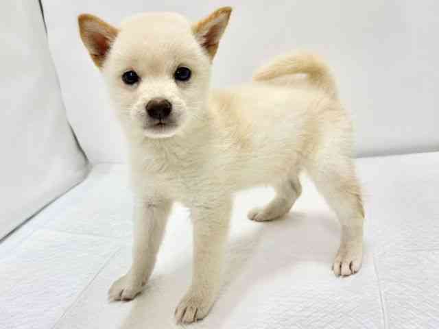 高知県の柴犬(標準サイズ) (ひごペットフレンドリーイオンモール高知店/2026年8月1日生まれ/女の子/白)の子犬の3枚目の画像