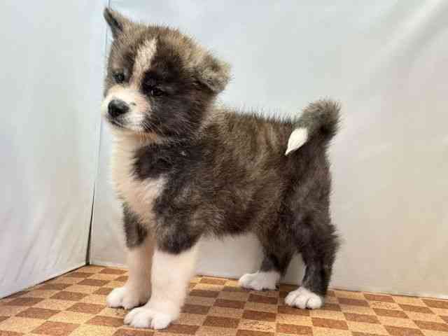 愛媛県の秋田犬 (ひごペットフレンドリーエミフルMASAKI店/2026年8月1日生まれ/男の子/虎)の子犬の3枚目の画像